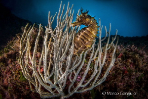 Seafan & Seahorse by Marco Gargiulo 